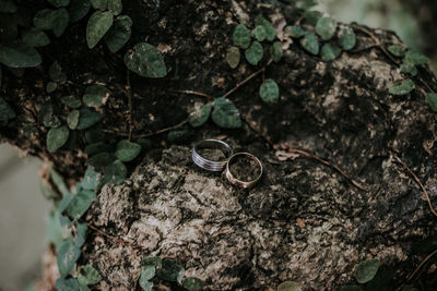 High angle view of plant growing on rock