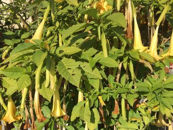 Close-up of fresh green plants