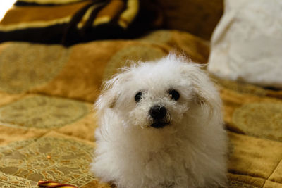 Close-up portrait of dog relaxing at home