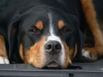 Close-up portrait of dog resting