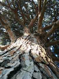 Trees in forest