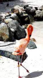 View of bird perching on rock