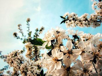 Low angle view of cherry blossoms against sky