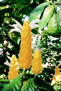 Close-up of yellow flowering plant