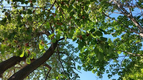 Low angle view of fruits hanging on tree against sky