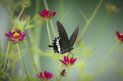 Close-up of butterfly on pink flower