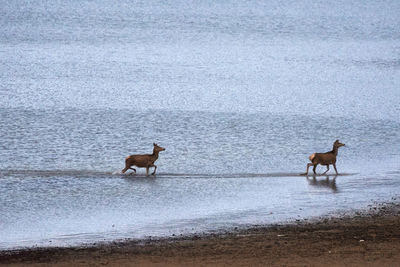 Two deer on the beach of lake barrea