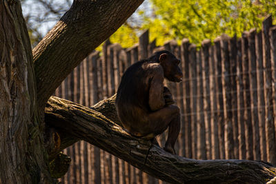 Monkey sitting on tree trunk