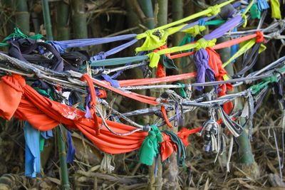Close-up of multi colored tied hanging on plant