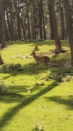 Scenic view of trees in forest