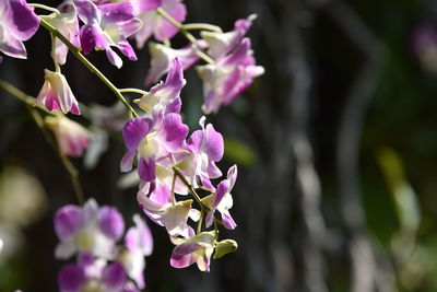 Close-up of purple flowering plant