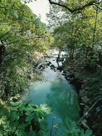 High angle view of plants growing in lake