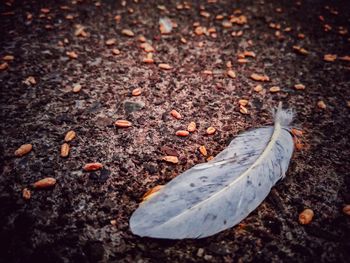 High angle view of leaves fallen on land