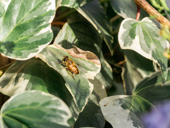 Close-up of insect on leaf