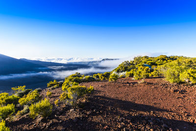 Plants growing on land against blue sky