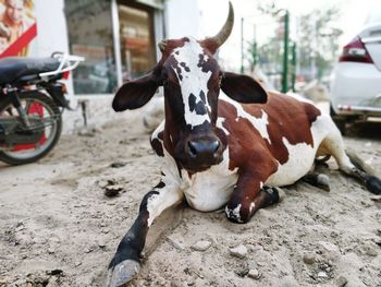 View of cows on street