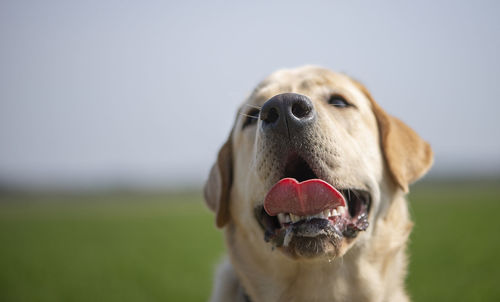 Close-up of happy purebred labrador retriever dog puppy mouth,nose, teeth, saliva
