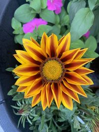 High angle view of yellow flowering plant