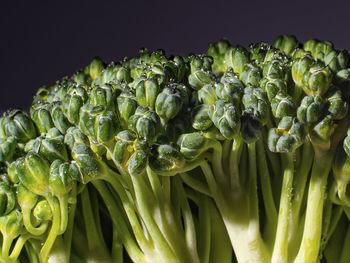 Close-up of broccoli against black background