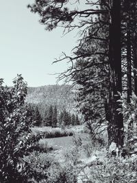 Trees on field in forest against clear sky