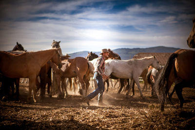 Horses grazing on field