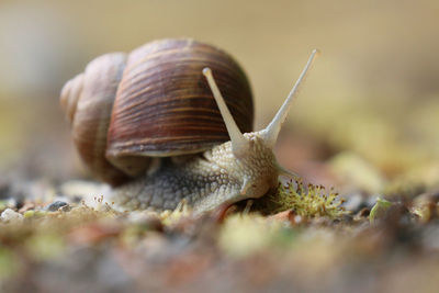 Close-up of snail