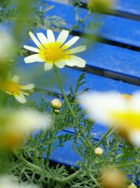Close-up of yellow flowers blooming outdoors