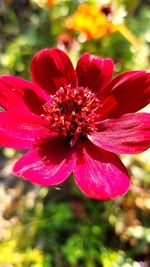 Close-up of red flower blooming outdoors