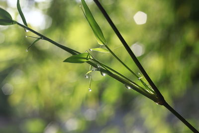 Close-up of raindrops on plant
