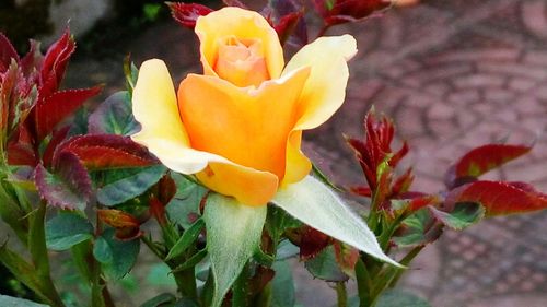 Close-up of yellow flowers blooming outdoors