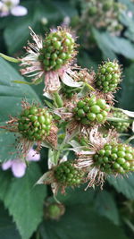 Close-up of fruits on tree