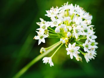 Close-up of white flowers blooming outdoors