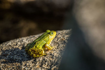 A beautiful common green water frog enjoying sunbathing in a natural habitat at the forest pond. 