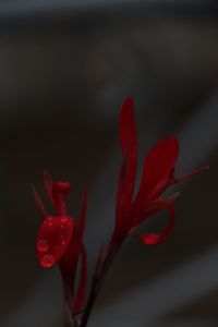 Close-up of red rose flower