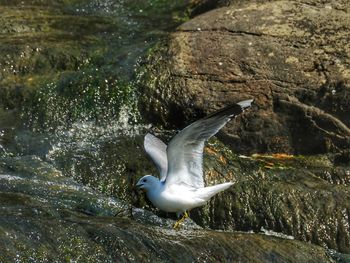 Low angle view of seagull flying over lake