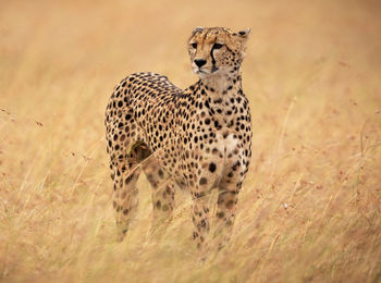 View of a cat on field