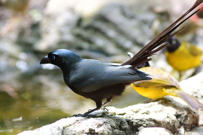 Close-up of bird perching on rock