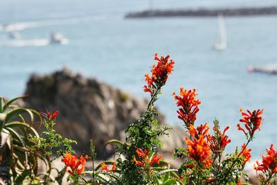 Close-up of red flowers growing on plant