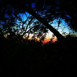 Silhouette of trees at sunset