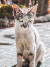 Portrait of cat on floor