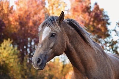 Close-up of horse