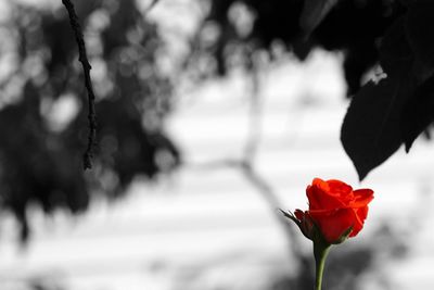 Close-up of red rose