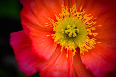 Close-up of red flower