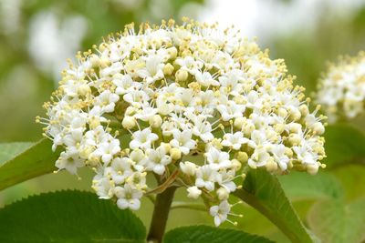 Close-up of flowers blooming outdoors