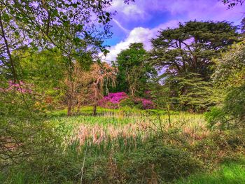 Purple flowering plants on land against sky