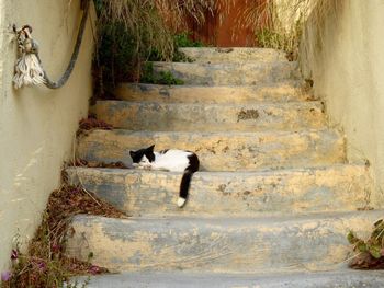 Close-up of cat