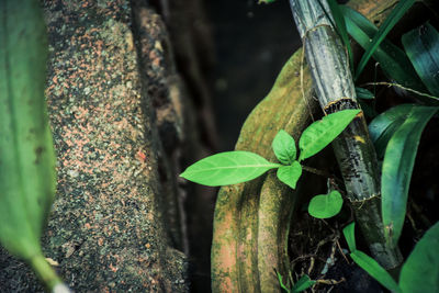 Close-up of insect on tree trunk