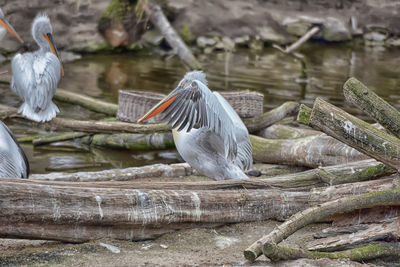 Birds perching on wood