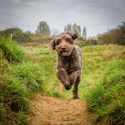 Portrait of dog running on field