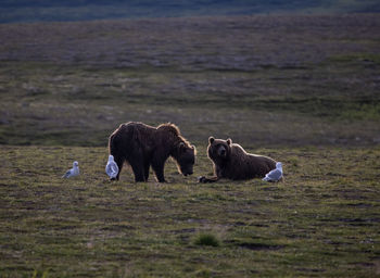 Two brown bears surrounded by seagulls feeding in a meadow in katmai national park